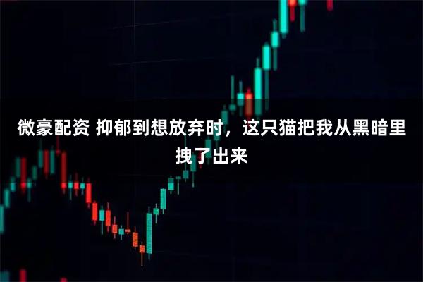 微豪配资 抑郁到想放弃时,这只猫把我从黑暗里拽了出来